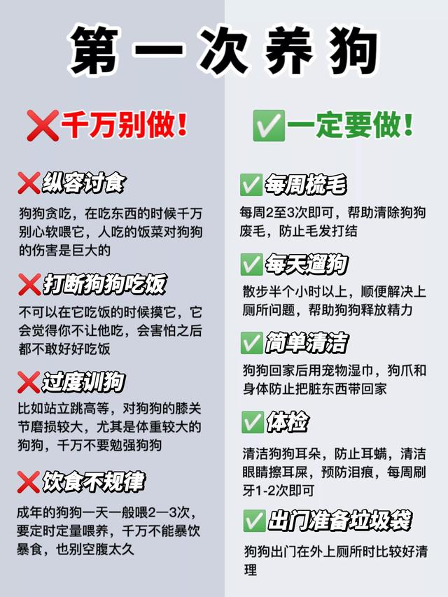 宠物养护技巧，打造健康快乐的宠物生活，宠物养护秘籍，打造健康快乐的宠物乐园